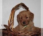 Small Photo #3 Golden Retriever Puppy For Sale in PLACERVILLE, CA, USA