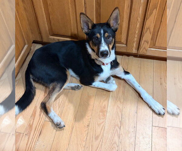 Medium Photo #4 Mutt Puppy For Sale in Canton, CT, USA
