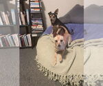 Small #2 Chihuahua