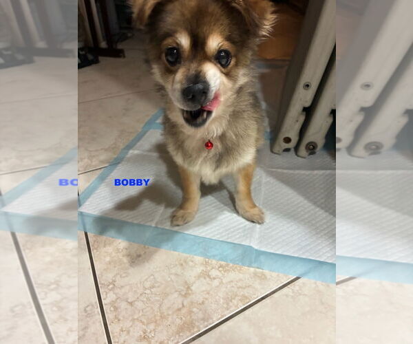 Medium Photo #1 Pomeranian-Unknown Mix Puppy For Sale in Woodland Hills, CA, USA