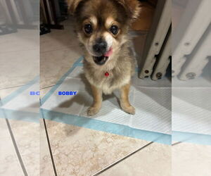 Pomeranian-Unknown Mix Dogs for adoption in Woodland Hills, CA, USA
