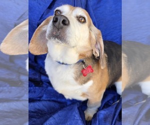 Ace The Adorable Beagle! - Male Beagle Dog for Adoption - Photo #3