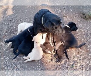 Labrador Retriever Litter for sale in IONE, CA, USA