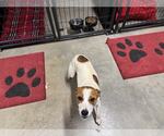 Small #2 Jack Russell Terrier Mix