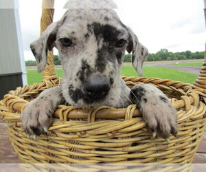 Great Dane Puppy for sale in HUDSON, MI, USA