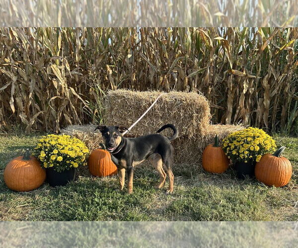Medium Photo #1 German Shepherd Dog-Unknown Mix Puppy For Sale in Evansville, IN, USA