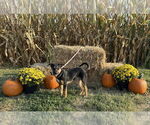 Small German Shepherd Dog Mix