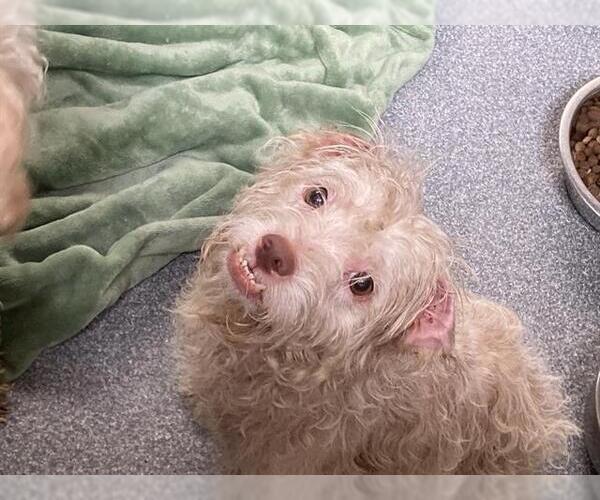 Medium Photo #1 Maltipoo Puppy For Sale in Orange, CA, USA