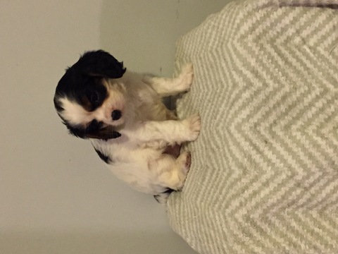 Medium Photo #1 Cavalier King Charles Spaniel Puppy For Sale in CAZENOVIA, NY, USA