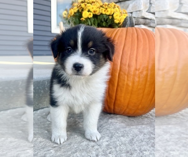 Medium Photo #3 Australian Shepherd Puppy For Sale in LODA, IL, USA