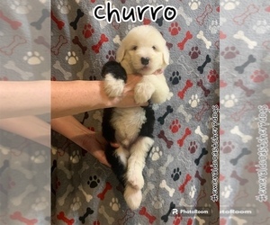 Old English Sheepdog Puppy for Sale in CENTURY, Florida USA