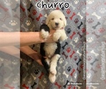 Image preview for Ad Listing. Nickname: Churro