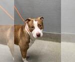 Small American Pit Bull Terrier Mix