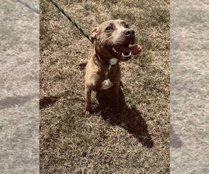 Jason - Male Mutt Dog for Adoption - Photo #8