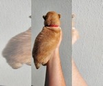 Small Photo #3 German Shepherd Dog-Siberian Husky Mix Puppy For Sale in MANTUA, OH, USA