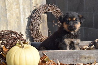 Shepweiller Puppy for sale in FREDERICKSBURG, OH, USA