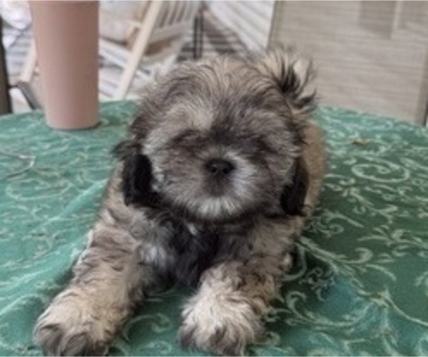 Medium Photo #2 Shih Tzu Puppy For Sale in CANTONMENT, FL, USA