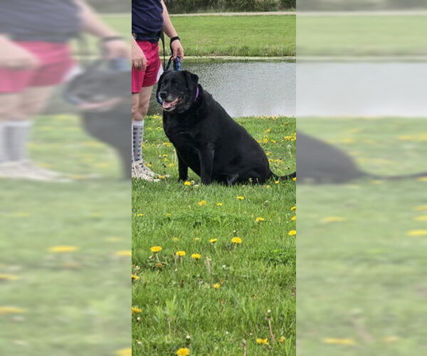 Medium Photo #4 Labrador Retriever-Unknown Mix Puppy For Sale in Oskaloosa, IA, USA