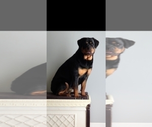Mother of the Rottweiler puppies born on 06/16/2026
