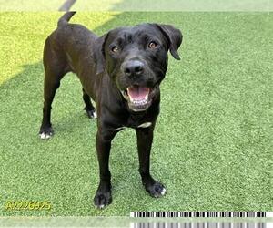 Labrador Retriever Dogs for adoption in West Palm Beach, FL, USA