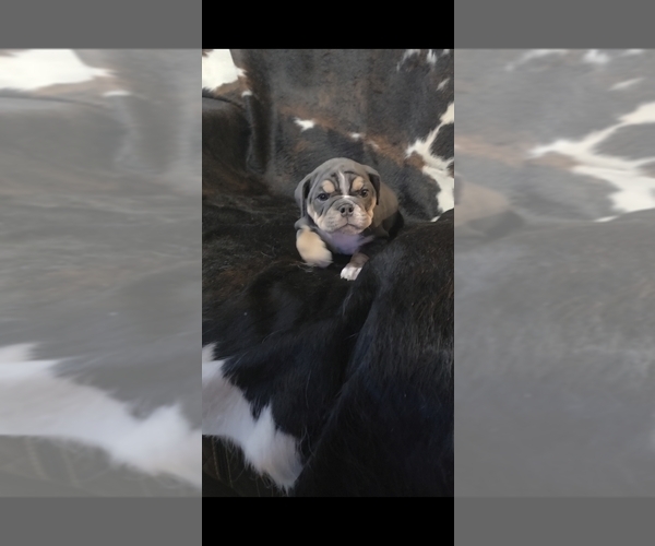 Medium Photo #7 English Bulldog Puppy For Sale in ARGYLE, TX, USA