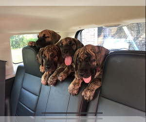 Great Dane Puppy for sale in LEHIGH, FL, USA