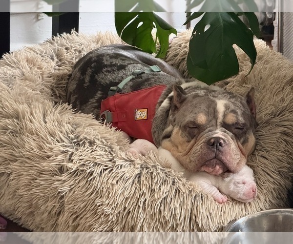 Medium Photo #14 American Bully Puppy For Sale in PORTLAND, OR, USA
