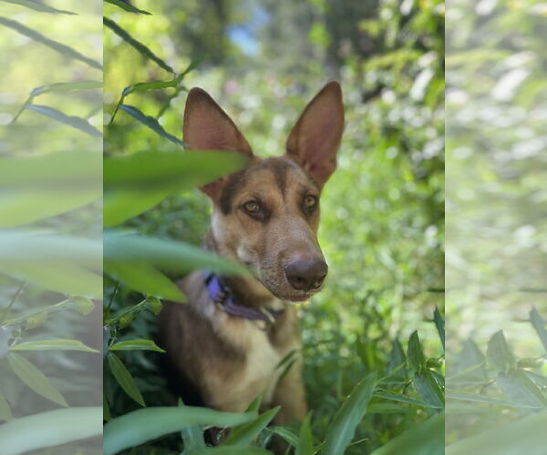 Medium Photo #1 German Shepherd Dog-Unknown Mix Puppy For Sale in Holly Springs, NC, USA
