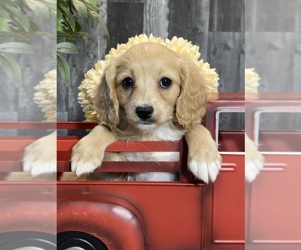 Medium Photo #4 Cavalier King Charles Spaniel-Poovanese Mix Puppy For Sale in CANOGA, NY, USA