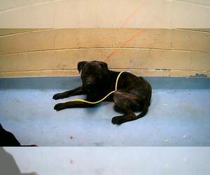 Mutt Dogs for adoption in Tulsa, OK, USA