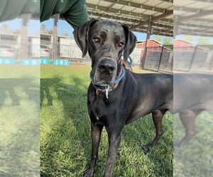 Great Dane Dogs for adoption in Riverside, CA, USA
