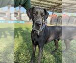 Small Great Dane