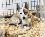 Small #1 Boxer Mix