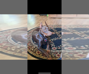 Father of the Doberman Pinscher puppies born on 05/17/2025