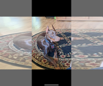 Small Photo #1 Doberman Pinscher Puppy For Sale in POMEROY, OH, USA