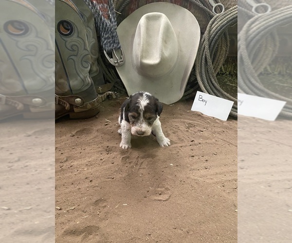 Medium Photo #17 Wire Fox Terrier Puppy For Sale in DUNNING, NE, USA