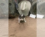 Small #1 Wire Fox Terrier