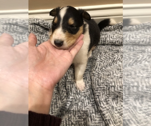 Medium Photo #3 Collie Puppy For Sale in OWENSBORO, KY, USA