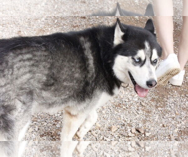 Medium Photo #10 Siberian Husky Puppy For Sale in Cedar Crest, NM, USA