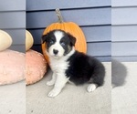 Small #5 Australian Shepherd