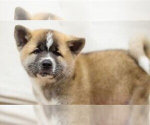 Akita Puppy for sale in THREE RIVERS, MI, USA