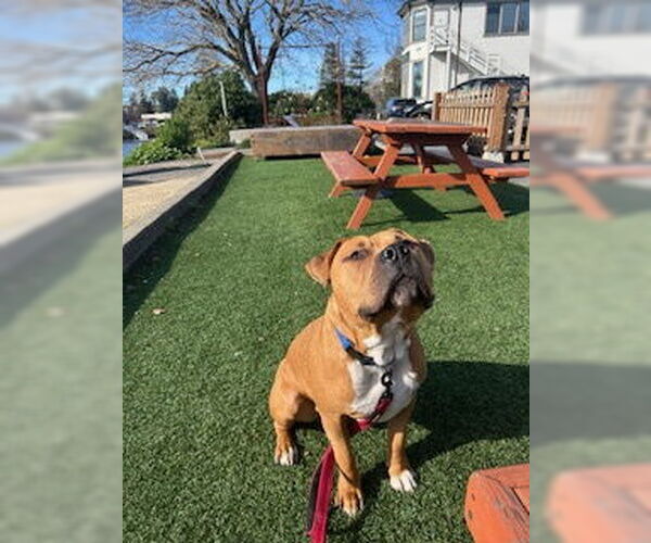 Medium Photo #4 American Pit Bull Terrier-Unknown Mix Puppy For Sale in Berkeley, CA, USA