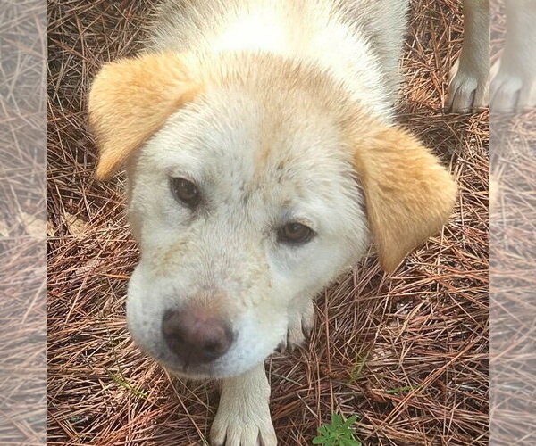 Medium Photo #1 Retriever -Unknown Mix Puppy For Sale in Canton, CT, USA