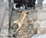 Small #3 Mastiff