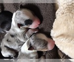 Small Photo #1 Australian Shepherd Puppy For Sale in ZEBULON, GA, USA