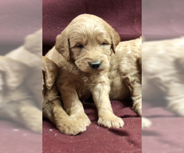 Medium Photo #8 Goldendoodle (Miniature) Puppy For Sale in CONOWINGO, MD, USA
