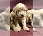 Small Photo #8 Goldendoodle (Miniature) Puppy For Sale in CONOWINGO, MD, USA