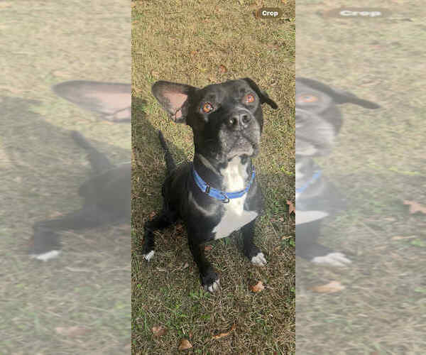 Medium Photo #1 American Bulldog-Labrador Retriever Mix Puppy For Sale in Benton, PA, USA