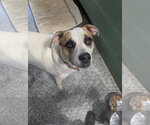 Small Photo #2 Labrador Retriever-Red Heeler Mix Puppy For Sale in Mt. Laurel, NJ, USA