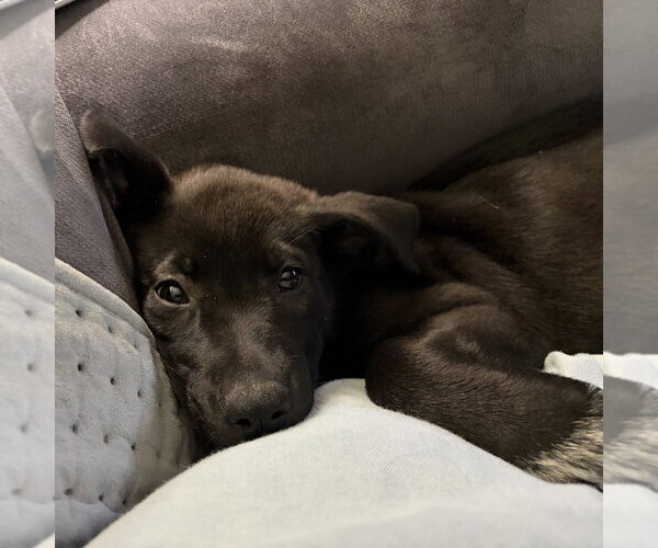 Medium Photo #2 Shepradors Puppy For Sale in Minneapolis, MN, USA
